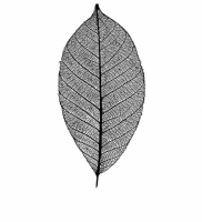 Leaf 10